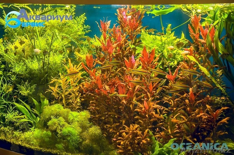 АКВАРИУМНЫЕ РАСТЕНИЯ - Изображение #3, Объявление #1284590