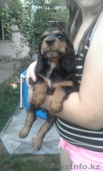 Щенки русского охотничего спаниеля! - Изображение #4, Объявление #1291064