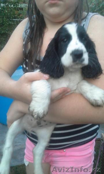 Щенки русского охотничего спаниеля! - Изображение #3, Объявление #1291064