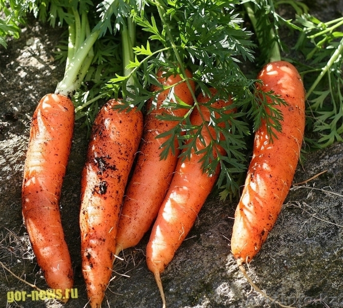 Продам овощи оптом - Изображение #3, Объявление #1292111