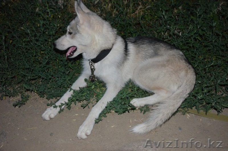 Срочно продам сибирскую хаски  - Изображение #2, Объявление #1290103