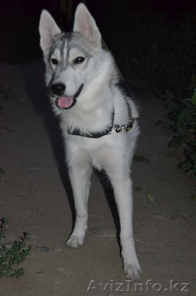 Срочно продам сибирскую хаски  - Изображение #1, Объявление #1290103