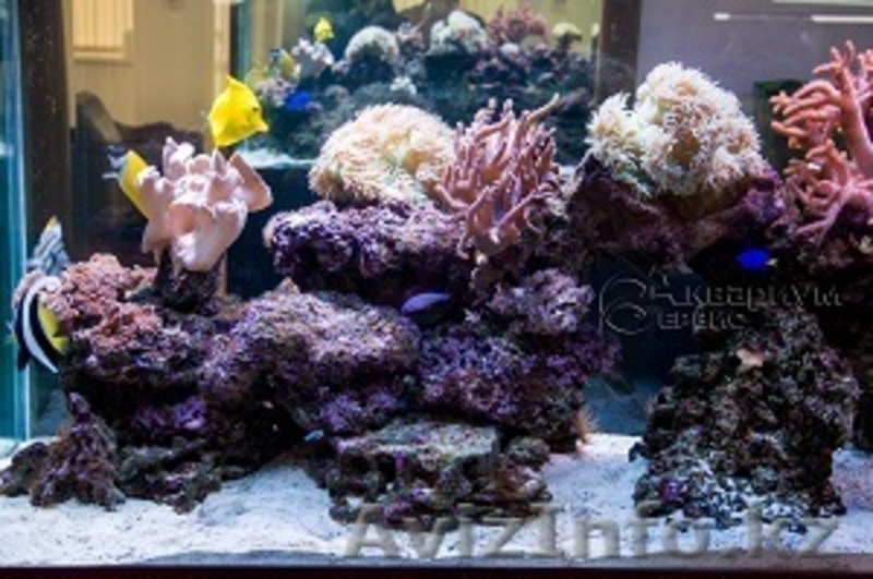 Аквариумы на заказ и готовые - Изображение #4, Объявление #1284557