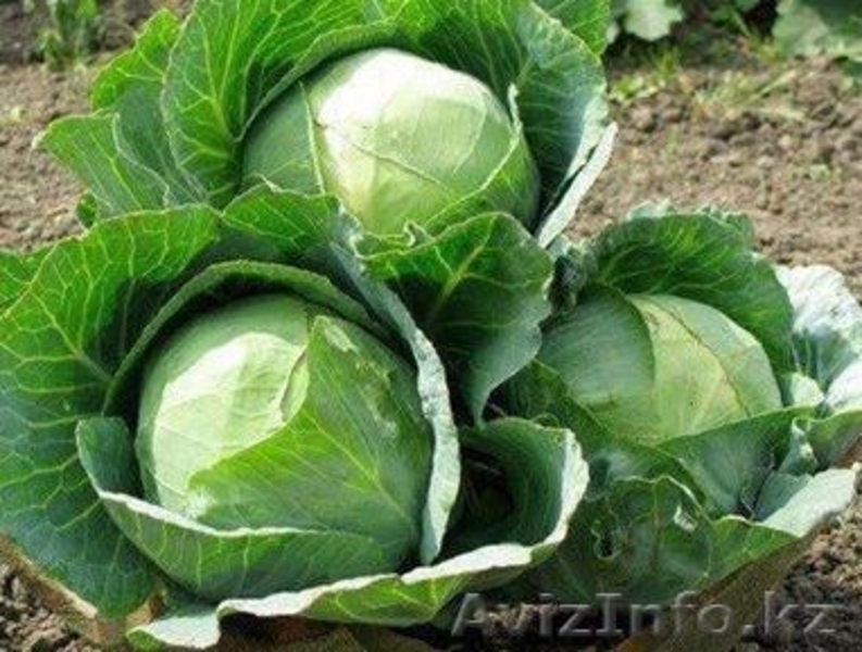 Компания АгроХимПром KZ реализует овощи оптом . - Изображение #2, Объявление #1287716