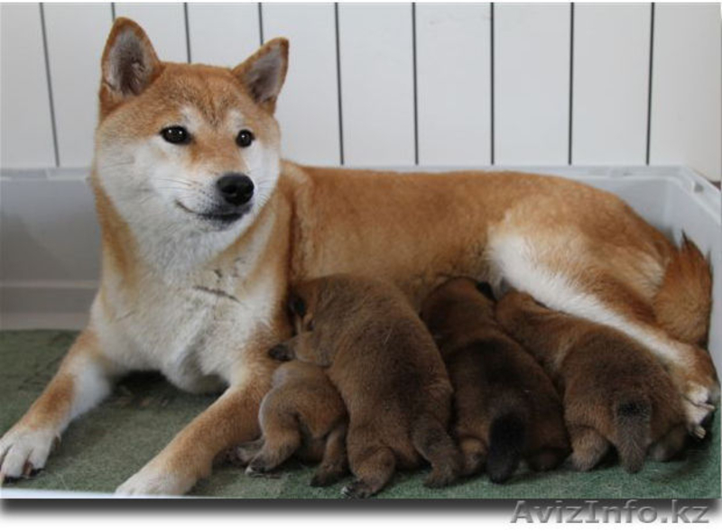 Элитные щенки шиба-ину - Изображение #3, Объявление #1287432