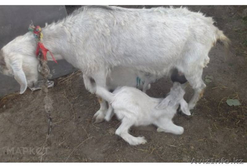 Продам козу с козлятами  70000тг - Изображение #3, Объявление #1284019