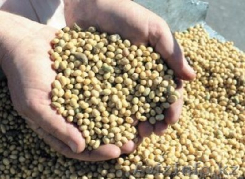 Компания АгроХимПром KZ реализует овощи оптом . - Изображение #3, Объявление #1287716