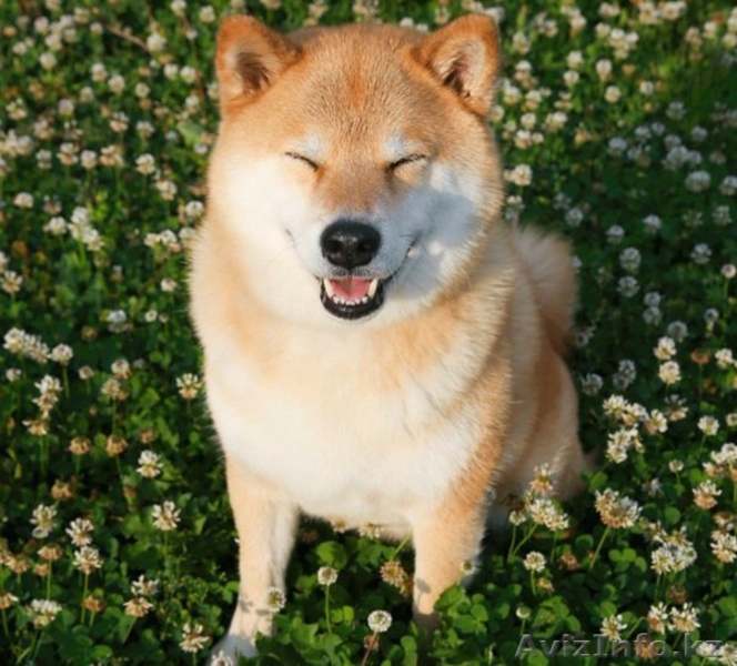 Элитные щенки шиба-ину - Изображение #4, Объявление #1287432