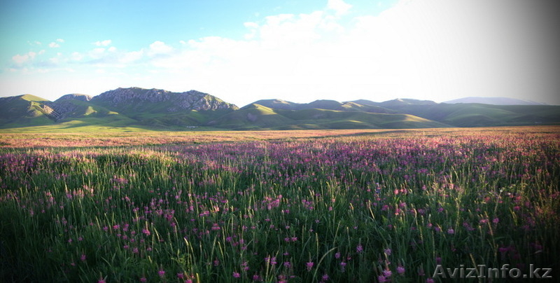 Мёд в Алматы. Эспарцетовый мёд. - Изображение #1, Объявление #1305145