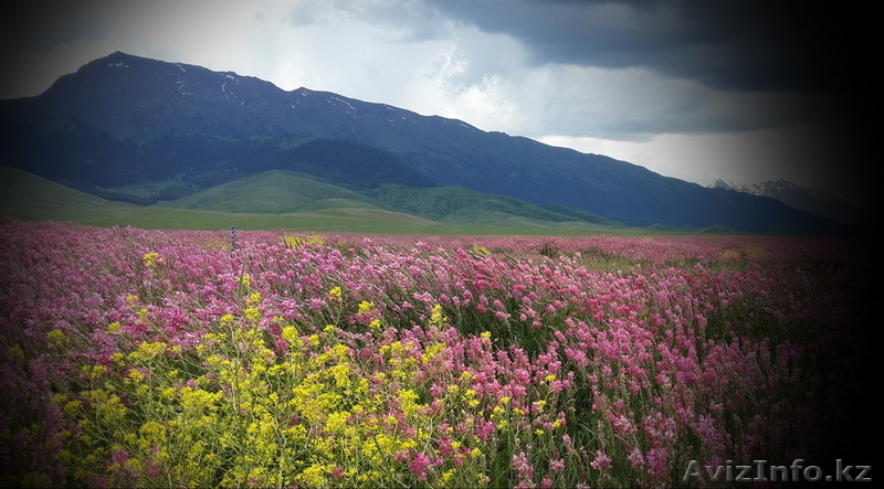 Мёд в Алматы. Эспарцетовый мёд. - Изображение #2, Объявление #1305145