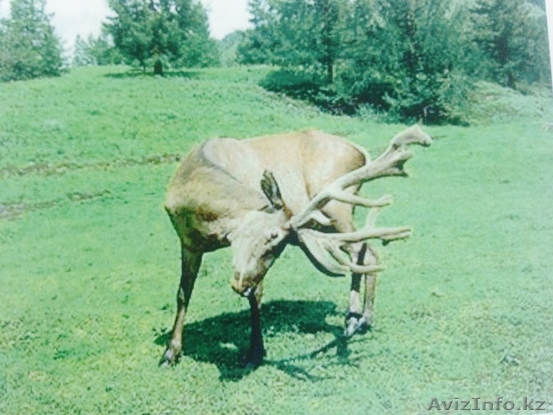 Участок почти даром 42400 га,  в подарок 70 га в Капчагае - Изображение #3, Объявление #1303485