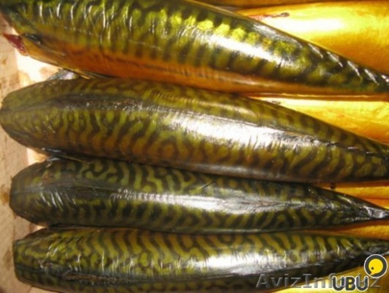 Скумбрия. Скумбрия (без головы) холодного копчения 630 - Изображение #3, Объявление #1299954