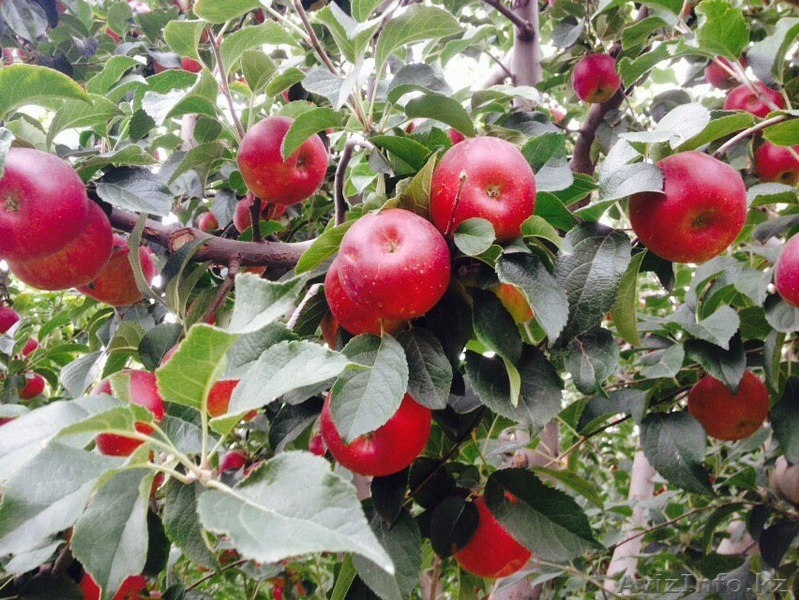 Продам яблоки оптом срочно! Алматы! Разные сорта Апорт Золотой превосходный - Изображение #1, Объявление #1319010