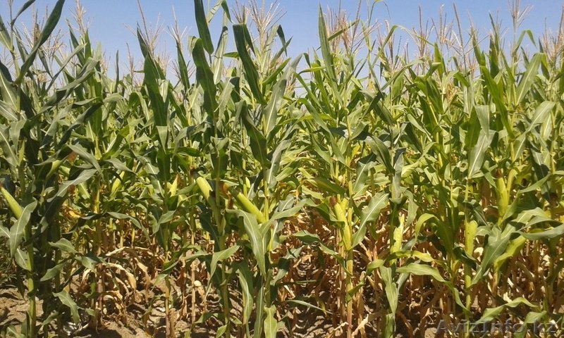 Участок 36 га в Талгарском районе - Изображение #2, Объявление #1125285