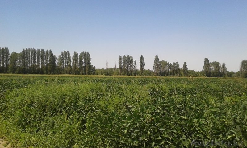 Участок 36 га в Талгарском районе - Изображение #1, Объявление #1125285