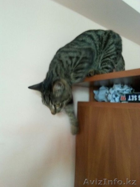 В хорошие руки отдается красивый домашний котик - Изображение #3, Объявление #1309598