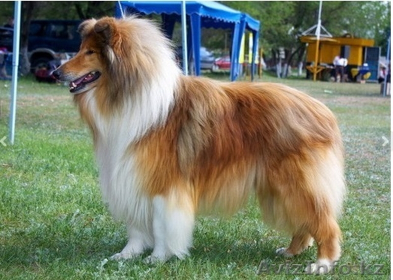  Колли щенки рыжие г. Алматы,Казахстан, питомник "Классик Топ" СКК-FCI - Изображение #1, Объявление #1308540