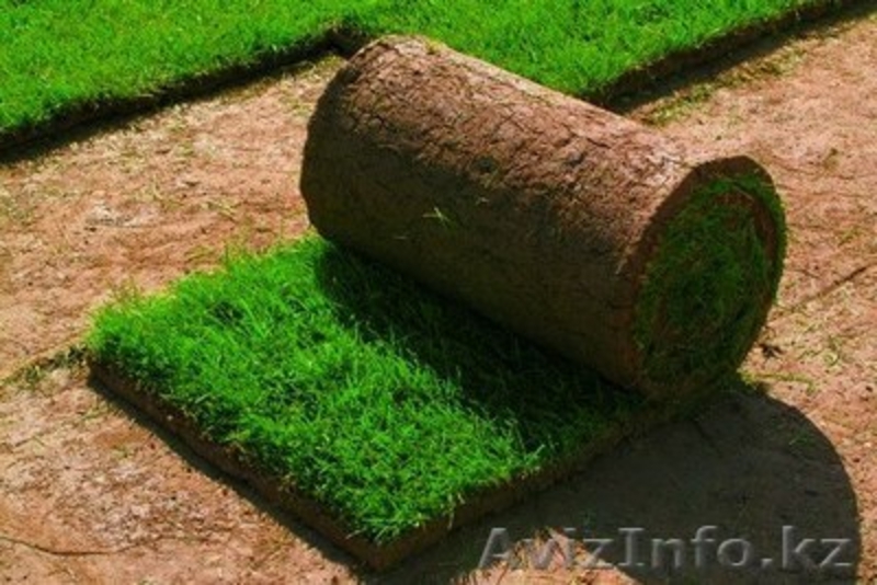 РУЛОННЫЙ ГАЗОН ПОД КЛЮЧ! БЫСТРО! ВЫГОДНО! НАДЕЖНО! - Изображение #1, Объявление #1316472