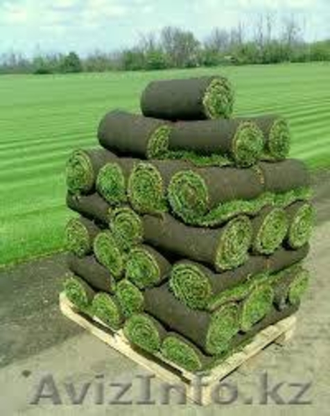 РУЛОННЫЙ ГАЗОН ПОД КЛЮЧ! БЫСТРО! ВЫГОДНО! НАДЕЖНО! - Изображение #2, Объявление #1316472