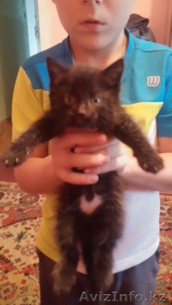 Отдам котенка заботливым и добрым - Изображение #1, Объявление #1311590