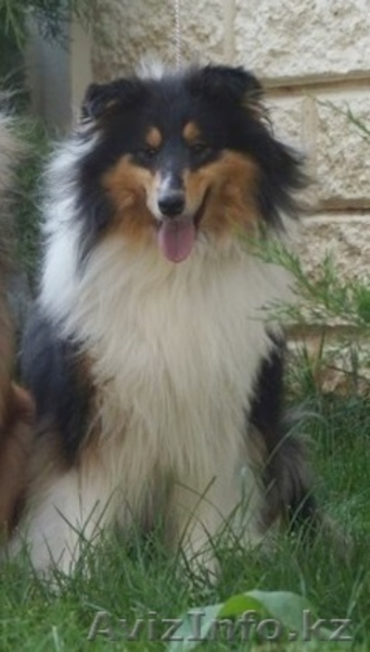  Колли щенки рыжие г. Алматы,Казахстан, питомник "Классик Топ" СКК-FCI - Изображение #2, Объявление #1308540