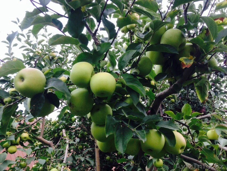 Продам яблоки оптом срочно! Алматы! Разные сорта Апорт Золотой превосходный - Изображение #6, Объявление #1319010