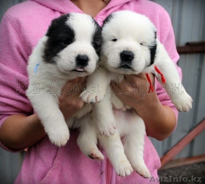 Питомник "Из Дома Лоцман" предлагает щенков САО - Изображение #4, Объявление #531141