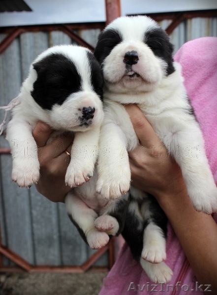 Питомник "Из Дома Лоцман" предлагает щенков САО - Изображение #3, Объявление #531141