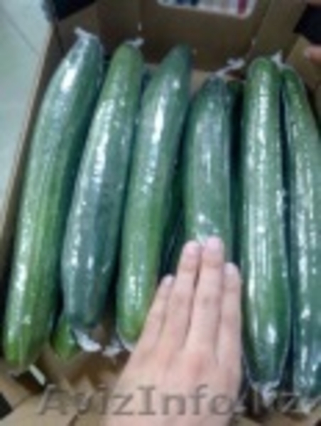 продаем  огурцы - Изображение #4, Объявление #1168644