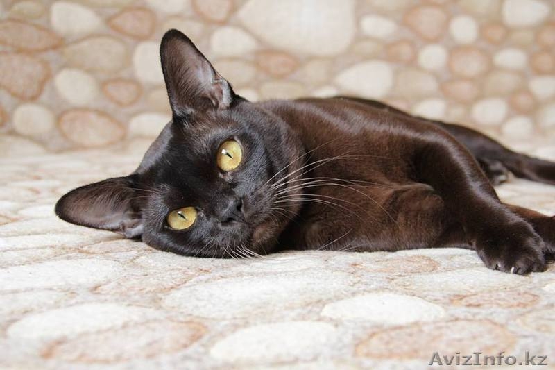 Котята европейской бурмы - Изображение #3, Объявление #1326858