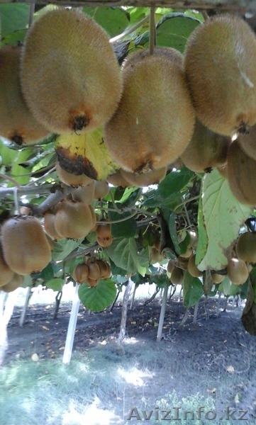 продаем киви из Греции - Изображение #1, Объявление #1322881