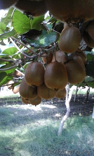 продаем киви из Греции - Изображение #2, Объявление #1322881