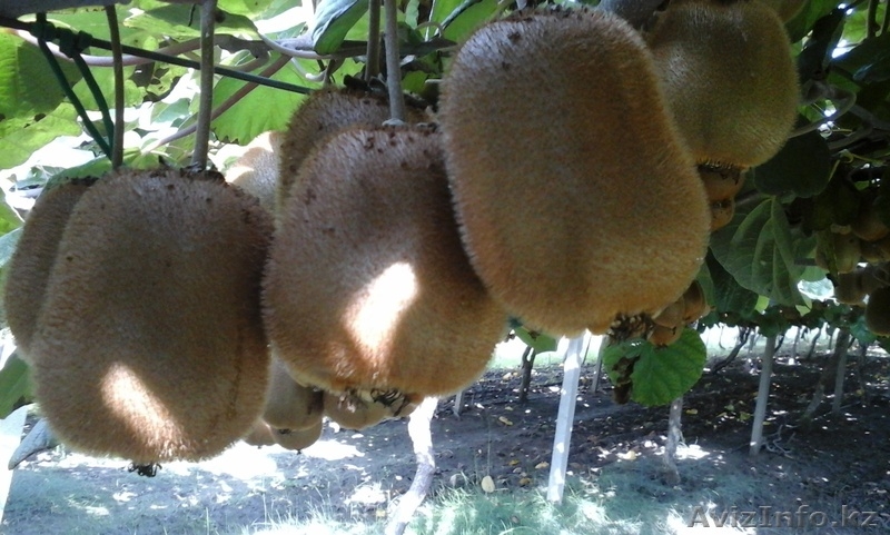 продаем киви из Греции - Изображение #3, Объявление #1322881