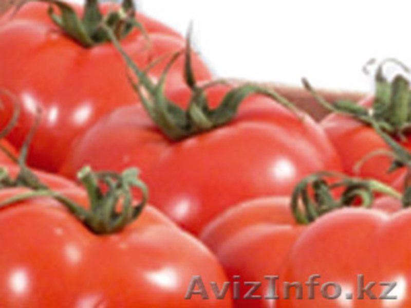 Томаты. Прямые поставки из Испании - Изображение #3, Объявление #1328779