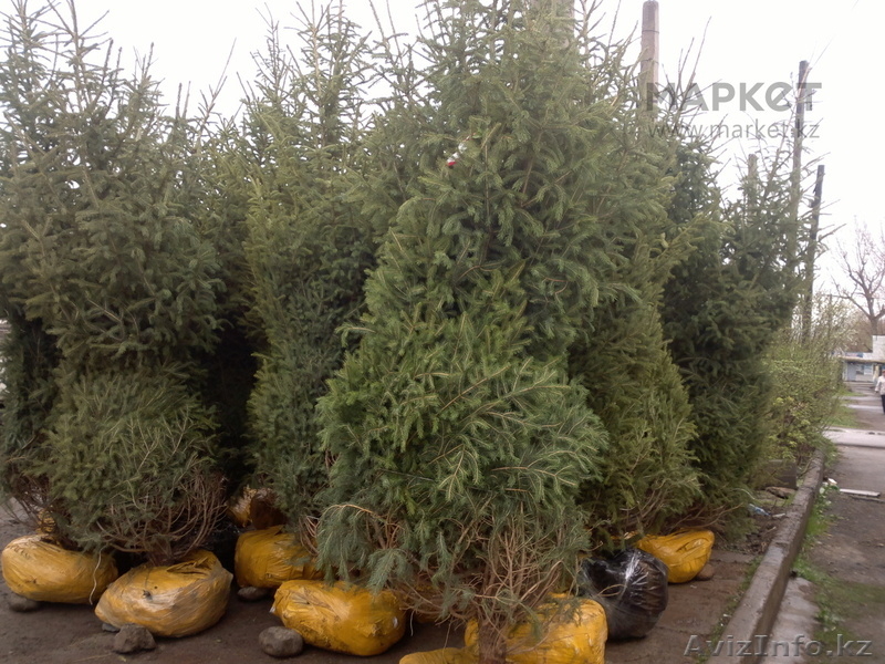 Ели, сосны, продажа ,посадка - Изображение #3, Объявление #1335192