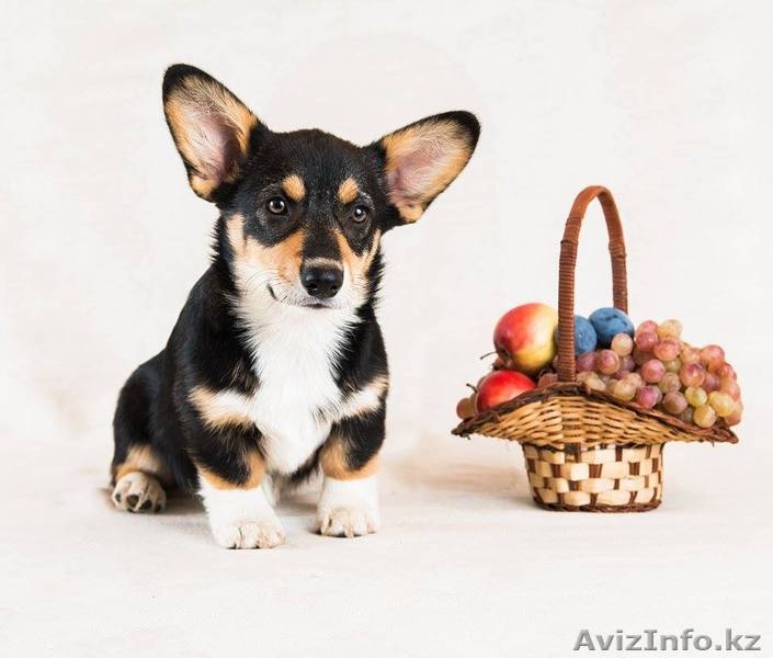 щенки Вельш Корги Пемброк - Изображение #3, Объявление #1302676