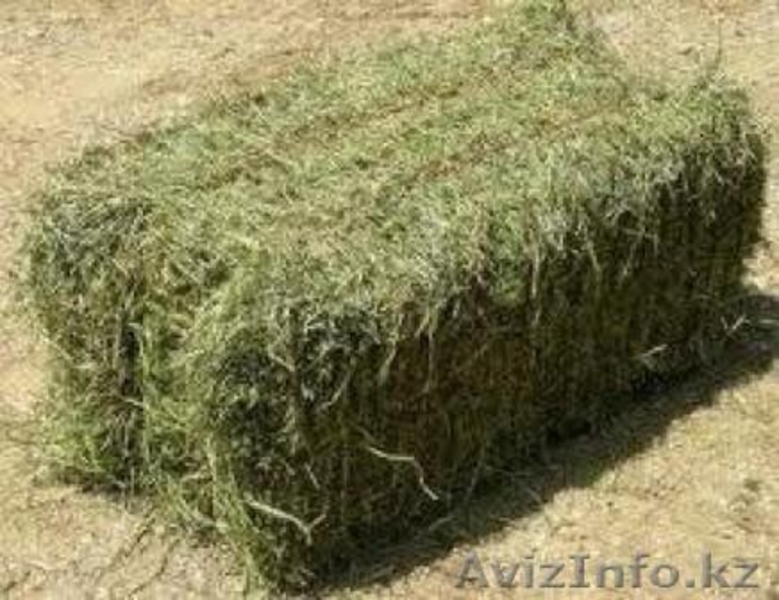 ено в тюках (шоколадка) по 15-17кг.  - Изображение #4, Объявление #1337072