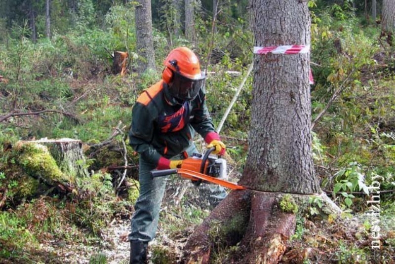 Обрезка деревьев  алматы - Изображение #3, Объявление #1332395