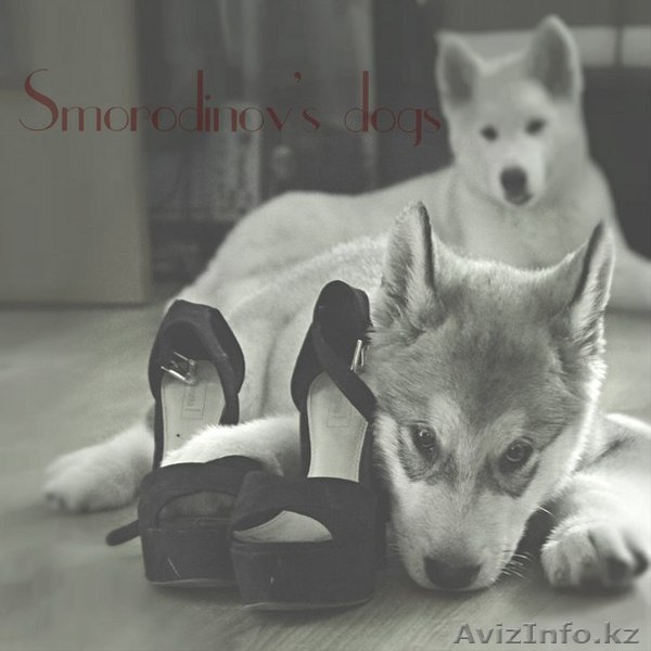 Щенки Аляскинского маламута! - Изображение #2, Объявление #1127890