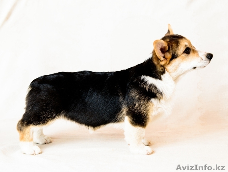 щенки Вельш Корги Пемброк - Изображение #6, Объявление #1302676