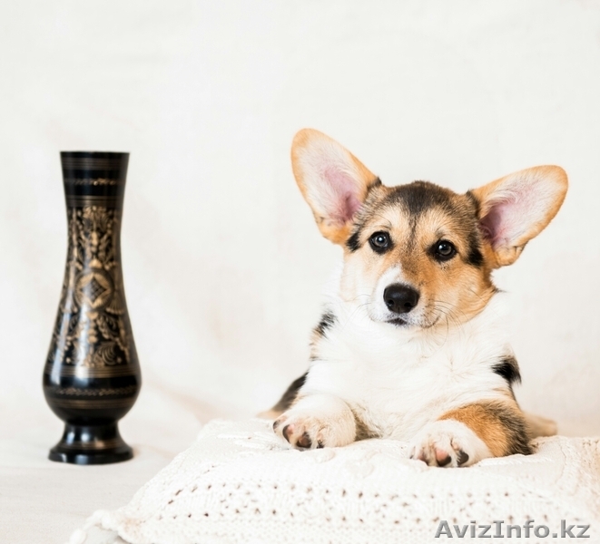 щенки Вельш Корги Пемброк - Изображение #7, Объявление #1302676