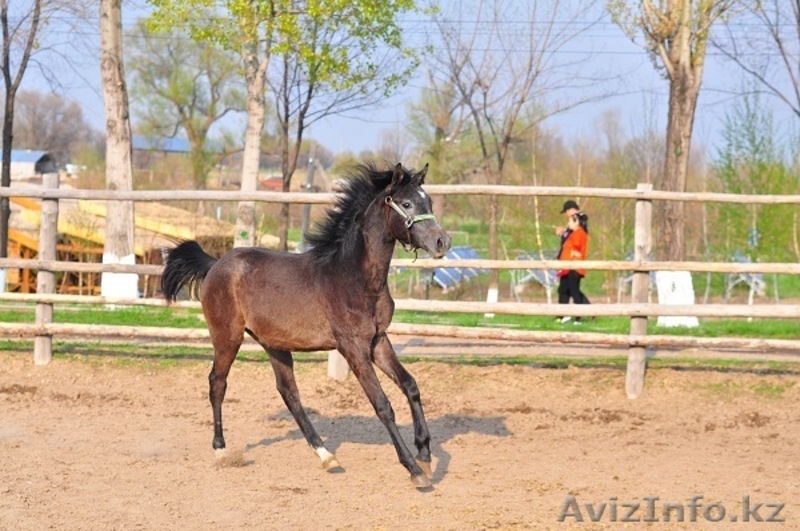 Продается перспективный молодой жеребчик арабской породы, серая масть. - Изображение #1, Объявление #1343265