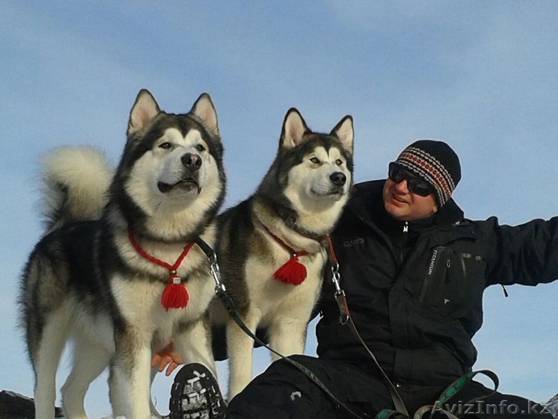 Щенки Аляскинского маламута! - Изображение #6, Объявление #1127890