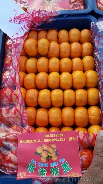 Мандарины медовые оптом! - Изображение #1, Объявление #1339775