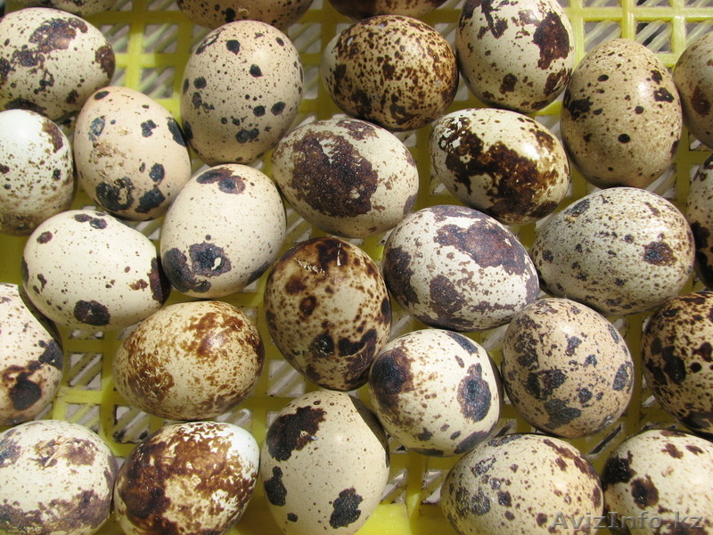 Тушки перепелов - Изображение #2, Объявление #1337694