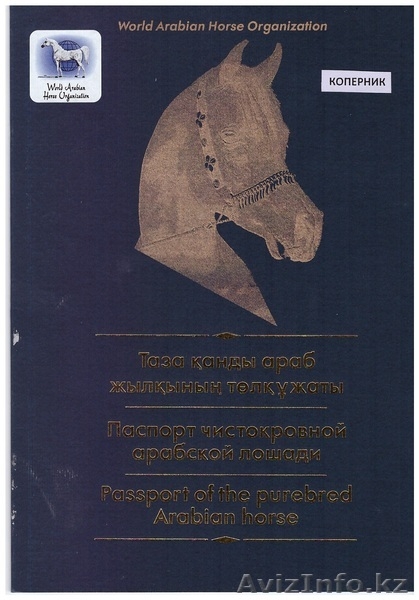 Продается перспективный молодой жеребчик арабской породы, серая масть. - Изображение #2, Объявление #1343265