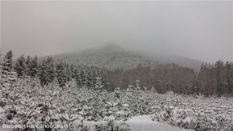Ели голубые, пихта, кедр, сосны,туи оптом и в розницу, из питомника. Шикарные - Изображение #3, Объявление #1348444