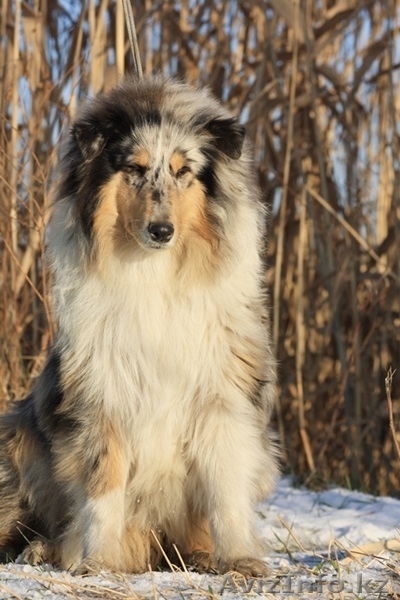 Колли щенки г. Алматы,Казахстан, питомник "Классик Топ" СКК-FCI - Изображение #1, Объявление #1273654