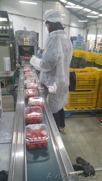 продаем помидоры - Изображение #5, Объявление #1168641