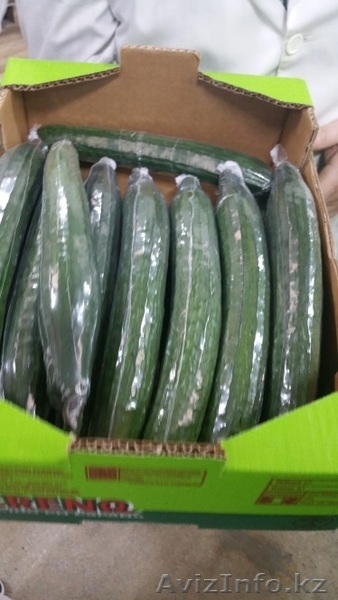 продаем  огурцы - Изображение #2, Объявление #1168644